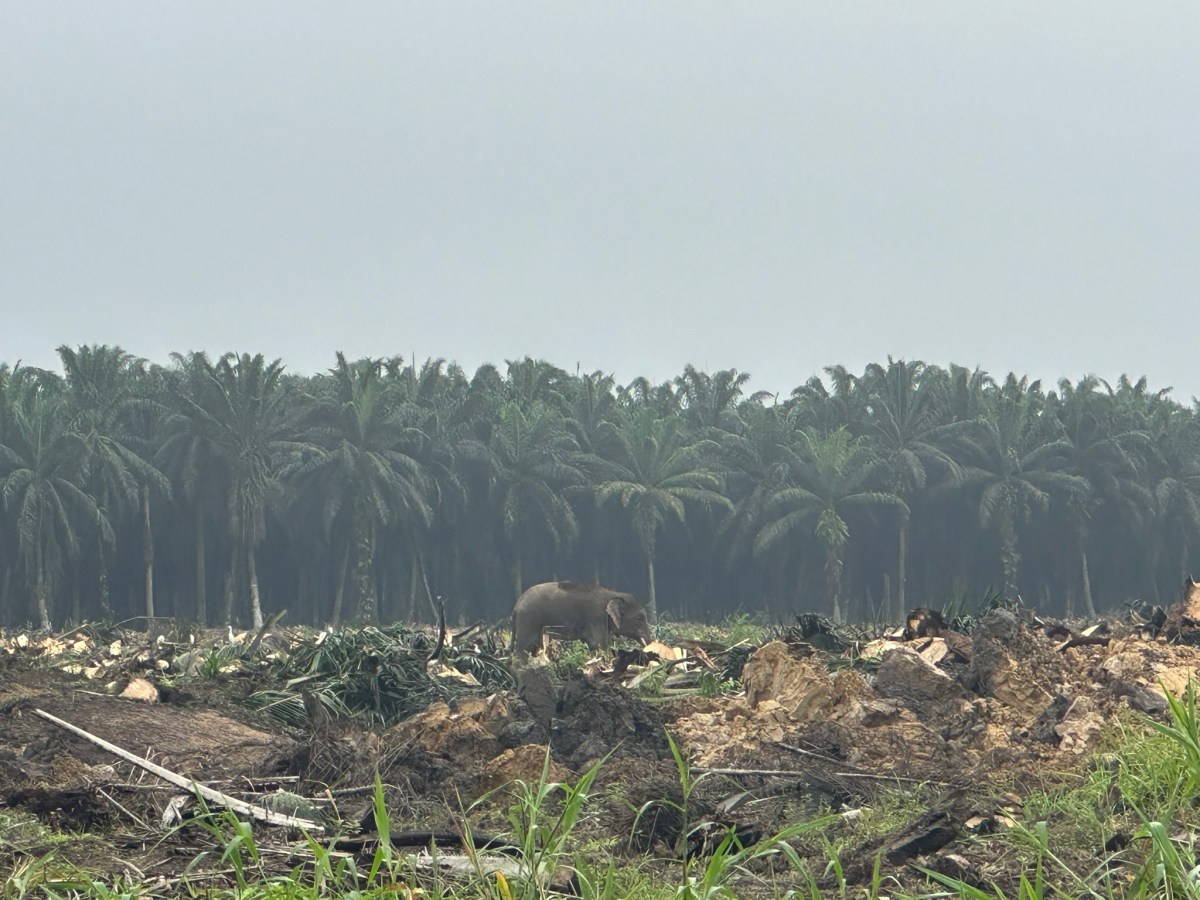 Discover the Borneo Big&nbsp;5